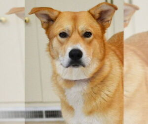 Retriever -Unknown Mix Dogs for adoption in Germanton, TN, USA