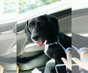 Bocker Dogs for adoption in Tampa, FL, USA