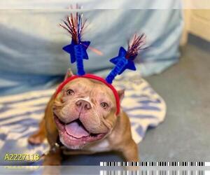 American Bulldog Dogs for adoption in West Palm Beach, FL, USA
