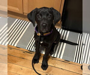 Mutt Dogs for adoption in Boston, MA, USA