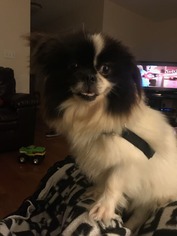 Japanese Chin Dogs for adoption in Morgantown WV, PA, USA
