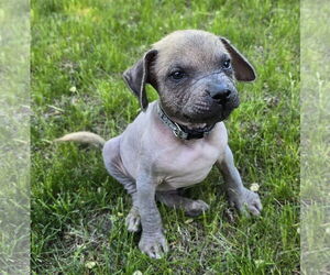 Mutt Dogs for adoption in Brooklyn Center, MN, USA