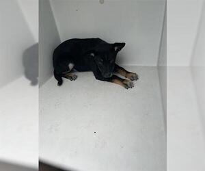 Labrador Retriever-Unknown Mix Dogs for adoption in Houston, TX, USA