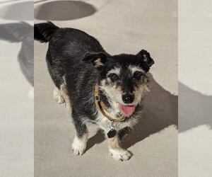 Dachshund-Unknown Mix Dogs for adoption in Canutillo, TX, USA