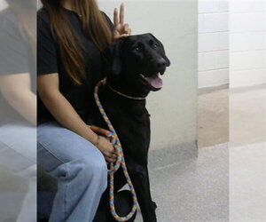 Doberman Pinscher-Unknown Mix Dogs for adoption in Pasadena, TX, USA