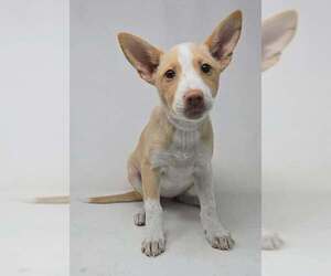 Basenji-Labrador Retriever Mix Dogs for adoption in Brewster, NY, USA