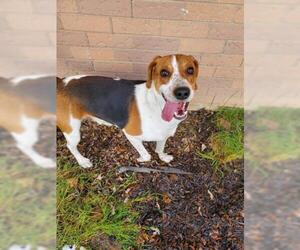 American Foxhound Dogs for adoption in London, Ontario, Canada