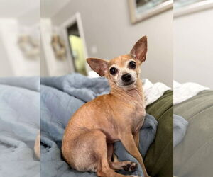 Chihuahua-Unknown Mix Dogs for adoption in Gulfport, MI, USA