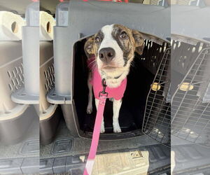 Italian Greyhound-Jack Russell Terrier Mix Dogs for adoption in Duluth, MN, USA