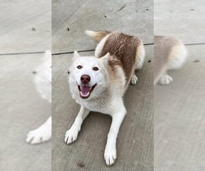 Siberian Husky Dogs for adoption in Tracy, CA, USA