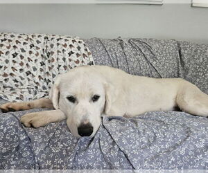 Great Pyrenees Dogs for adoption in Thomasville, NC, USA