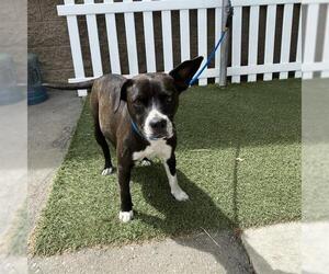 American Pit Bull Terrier-Unknown Mix Dogs for adoption in Modesto, CA, USA