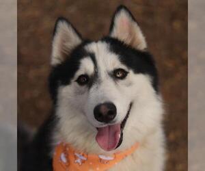 Alaskan Malamute Dogs for adoption in San Antonio, TX, USA