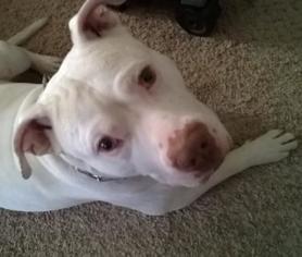 American Pit Bull Terrier Dogs for adoption in Kenosha, WI, USA