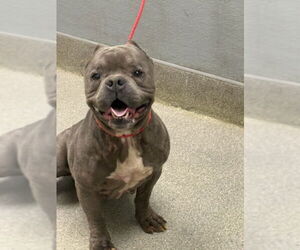 Staffordshire Bull Terrier-Unknown Mix Dogs for adoption in Las Vegas, NV, USA