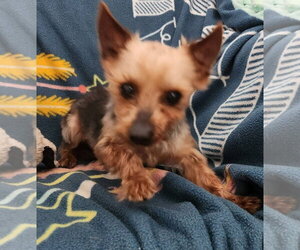 Mutt Dogs for adoption in Smithfield, PA, USA