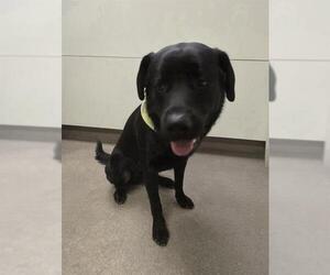 Labrador Retriever-Unknown Mix Dogs for adoption in HESPERIA, CA, USA