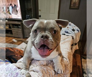 American Bulldog-Unknown Mix Dogs for adoption in Crete, IL, USA