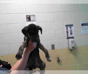 American Pit Bull Terrier-Unknown Mix Dogs for adoption in Tulsa, OK, USA