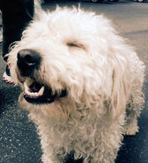 Medium Photo #1 Poodle (Miniature) Puppy For Sale in Ventura, CA, USA