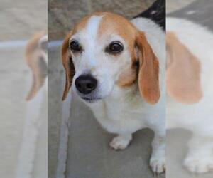 Beagle Dogs for adoption in Lee's Summit, MO, USA