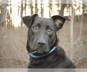 American Pit Bull Terrier-Labrador Retriever Mix Dogs for adoption in Pittsburgh, PA, USA