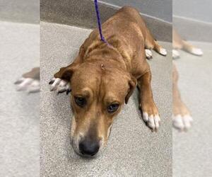 American Pit Bull Terrier-Unknown Mix Dogs for adoption in Las Vegas, NV, USA