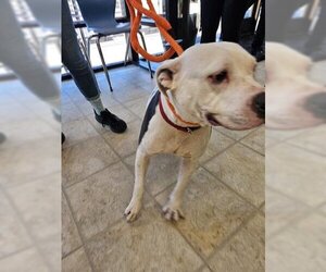 American Pit Bull Terrier Dogs for adoption in Norfolk, VA, USA