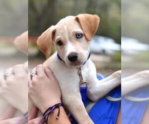 Labrador Retriever-Unknown Mix Dogs for adoption in Montgomery, TX, USA