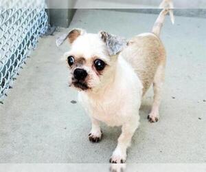 Shih Tzu Dogs for adoption in Rancho Cucamonga, CA, USA