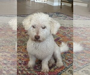 Norfolk Terrier-Poodle (Miniature) Mix Dogs for adoption in Rosenberg, TX, USA