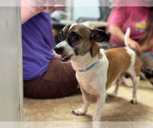 Chihuahua-Unknown Mix Dogs for adoption in Raleigh, NC, USA