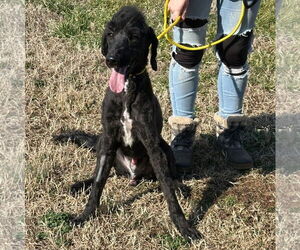 Poodle (Standard)-Unknown Mix Dogs for adoption in Pacolet, SC, USA