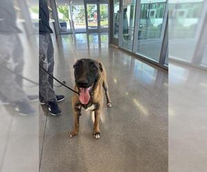 Mutt Dogs for adoption in San Martin, CA, USA