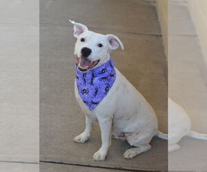 American Staffordshire Terrier-Unknown Mix Dogs for adoption in McKinney, TX, USA