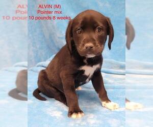 Lab-Pointer Dogs for adoption in pomfret, CT, USA