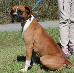 Boxer Dogs for adoption in Prattville, AL, USA