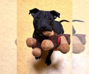 American Pit Bull Terrier-Unknown Mix Dogs for adoption in Sacramento, CA, USA