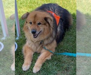 Collie-Unknown Mix Dogs for adoption in Boonton, NJ, USA