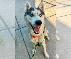- Mix Dogs for adoption in Sacramento, CA, USA