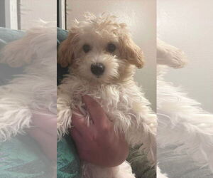 Bichon Frise Dogs for adoption in Coralville, IA, USA