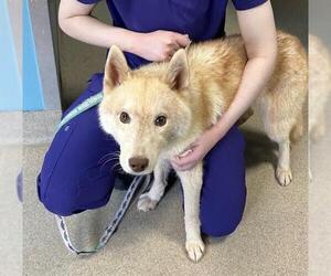 Siberian Husky Dogs for adoption in Newton, NC, USA