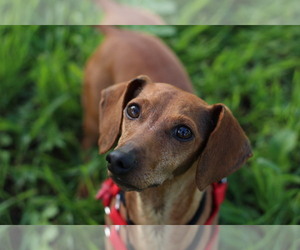 Dachshund Dogs for adoption in Santa Cruz, CA, USA