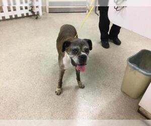 Boxer Dogs for adoption in Riverside, CA, USA