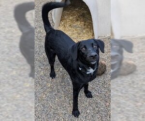 Sheprador Dogs for adoption in Frisco, CO, USA