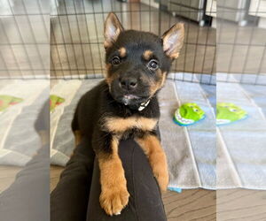 German Shepherd Dog Dogs for adoption in Seattle, WA, USA