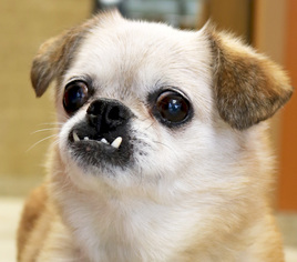 Pekingese Dogs for adoption in Jefferson, WI, USA
