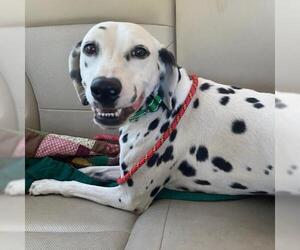 Dalmatian Dogs for adoption in danville, CA, USA