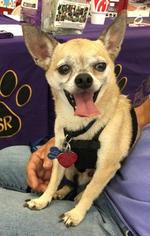 Chihuahua Dogs for adoption in North Richland Hills, TX, USA