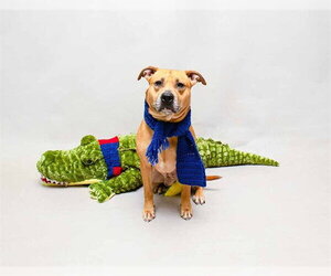 Black Mouth Cur-Staffordshire Bull Terrier Mix Dogs for adoption in Sanford, FL, USA